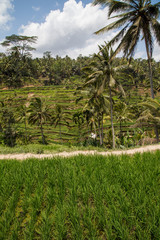 Fototapeta premium Rice fields in Bali