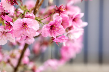 桜の花　春のイメージ