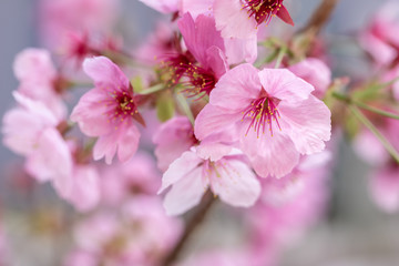 桜の花　春のイメージ