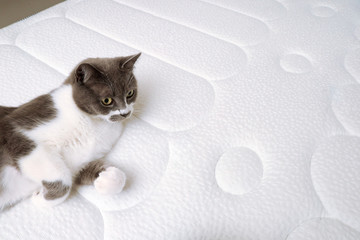 Domestic grey cat is resting on an orthopedic mattress. The concept of health for your back and body.
