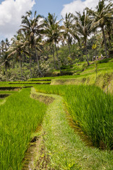 Rice fields in Bali