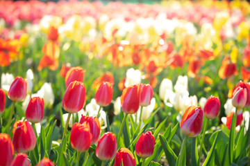 チューリップの花　春イメージ
