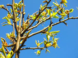 young pear blossoms with leaves in spring