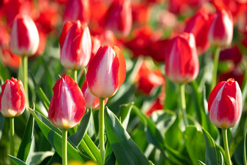 チューリップの花　春イメージ