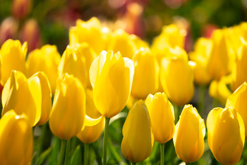 チューリップの花　春イメージ
