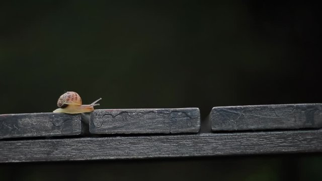 snail on the ground