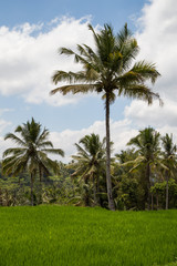Fototapeta na wymiar Rice fields in Bali