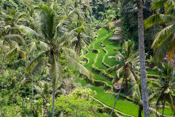 Rice fields in Bali