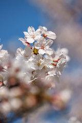桜の花　春のイメージ