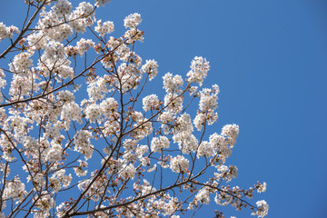 桜の花　春のイメージ
