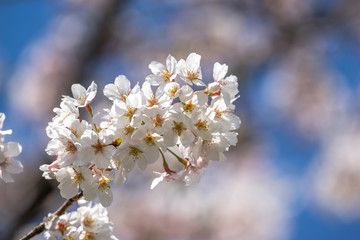 桜の花　春のイメージ