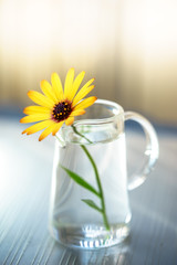Fototapeta premium デイジーの花 屋外撮影