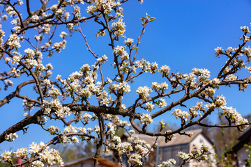 Snow-white blossoming apple trees against the blue sky and the roof of the house in blur, selective focus.