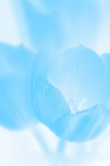Floral blue background. Blue flowers tulips with water drops
