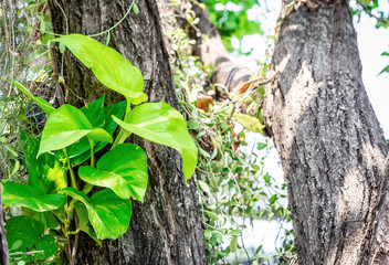Closeup of green plant leaves on trunks of trees in outdoor, natural greenery creeper growing...