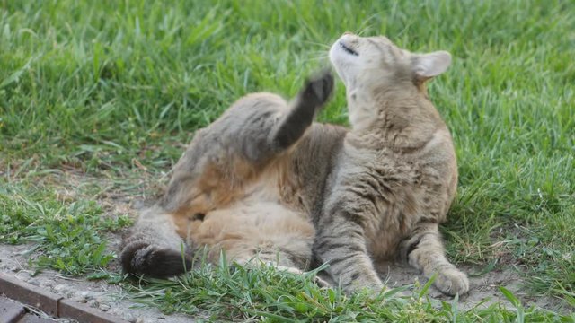 A cat lies on the grass and scratches its neck.  Cat scratching itself - pet allergies or problem with external parasites concept.