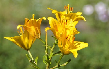 Blooming Lilies. Planting material. Perennial flowers. Blooming lilies in the flowerbed.