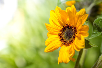 ヒマワリの花　夏イメージ