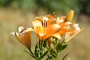 Blooming Lilies. Planting material. Perennial flowers. Blooming lilies in the flowerbed.