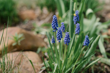 Blue mascara in the garden