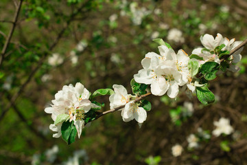 Small branch with flowers of apple tree close-up