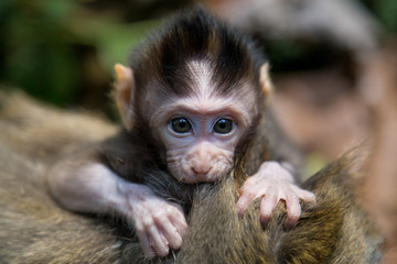 Monkey forest, ubub, Bali Island
