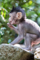 Monkey forest, ubub, Bali Island