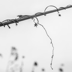barbed wire fence