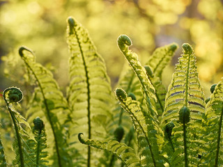 Young green fern in forest.