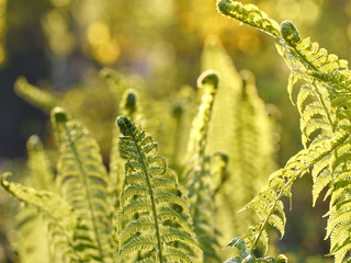 Young green fern in forest.