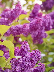 Branch of blossoming lilac in a spring garden.