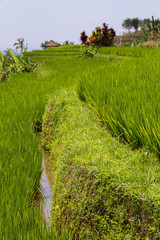 Rice fields in Bali