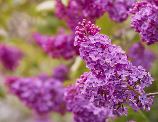 Branch of blossoming lilac in a spring garden.