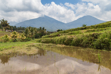Rice fields in Bali