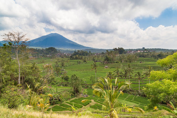 Rice fields in Bali
