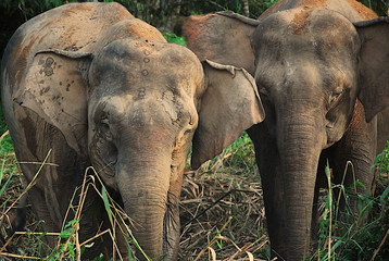 Słonie azjatyckie - obrazy, fototapety, plakaty