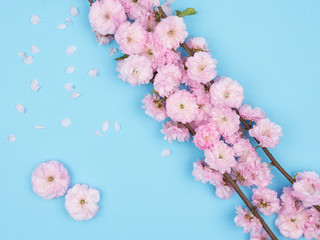 A branch of a flowering almonds trilobate on a blue background.