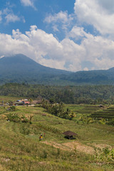 Rice fields in Bali