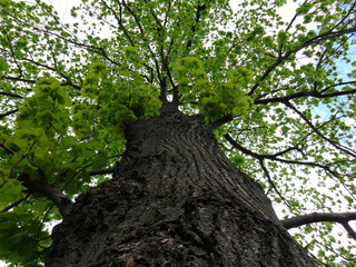 Naklejka premium tree in the park