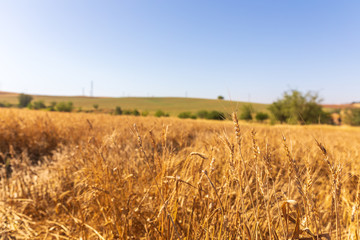 The field of ripe wheat and a blurred hill with a trees on background