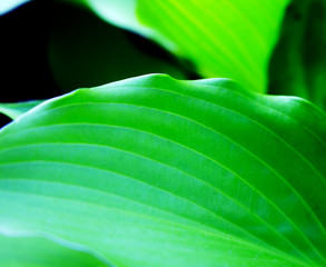 Zdjęcie liścia zielonej rośliny