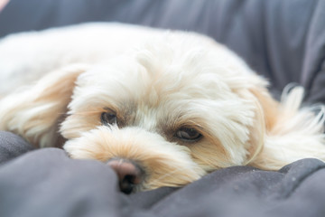 人気犬種　キャバプー　眠り
