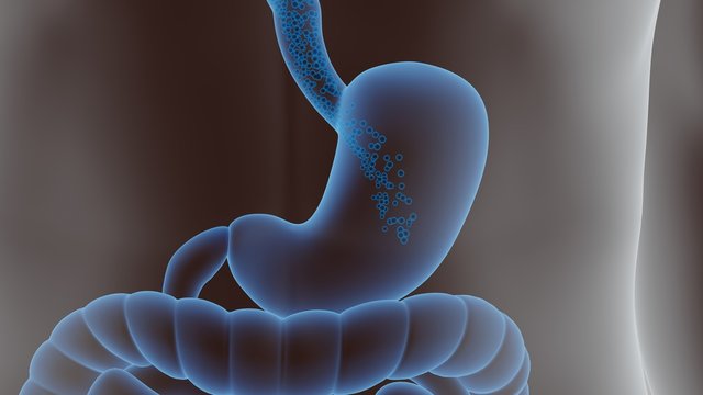 3d illustration of the human digestive system. stomach and guts