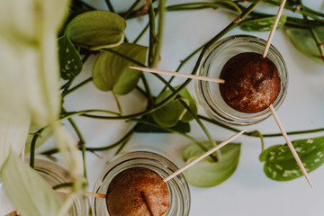 Cultivating different avocado seeds at home growing in a glass of water with green leaves surrounding. Close up.