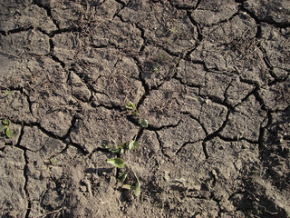 Grunge soil background. Cracked earth. Dry soil. Drought.  Earth background.