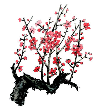 Watercolor illustration of  branch of  blossoming tree. Pink and red  flowers of plum mei, wild apricots and sakura.  Traditional chinese ink painting.