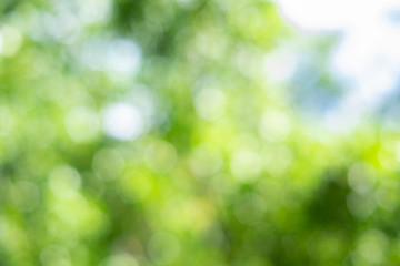 Green bokeh on nature abstract blur background green bokeh from tree