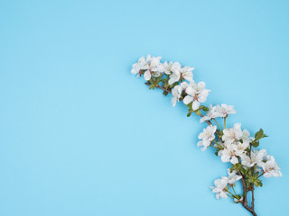 Blossoming branch of a cherry blossom on a blue background. The view from the top.