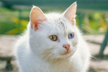 white cat with eyes of different colors