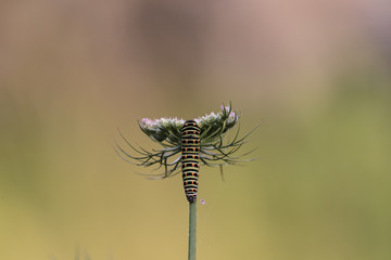Un futur papillon machaon. 